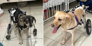En el albergue Milagros Perrunos, en Chorrillos, viven perritos con necesidades especiales. Algunos pasan todos sus días en el albergue.